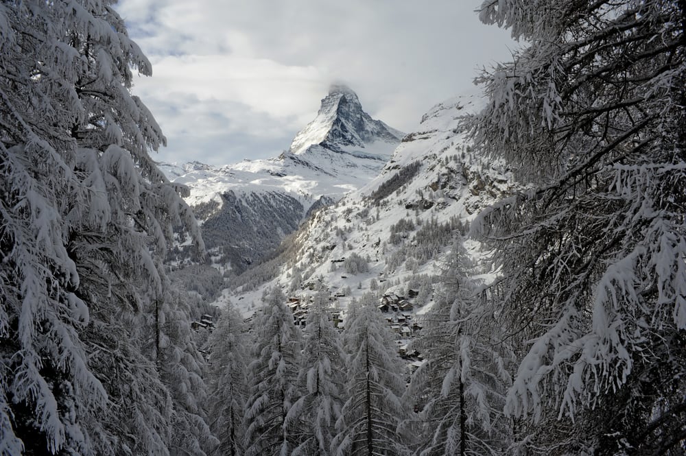 A winter forest below the Matterhorn